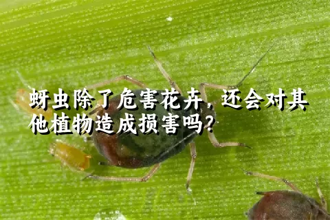 蚜虫除了危害花卉，还会对其他植物造成损害吗？