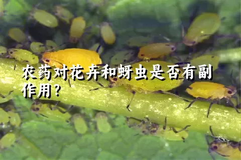 农药对花卉和蚜虫是否有副作用？