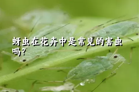 蚜虫在花卉中是常见的害虫吗？