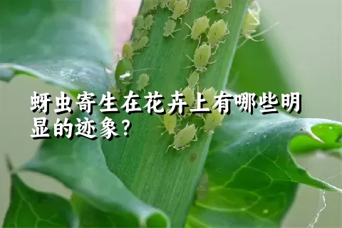 蚜虫寄生在花卉上有哪些明显的迹象？