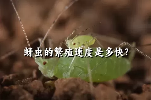 蚜虫的繁殖速度是多快？