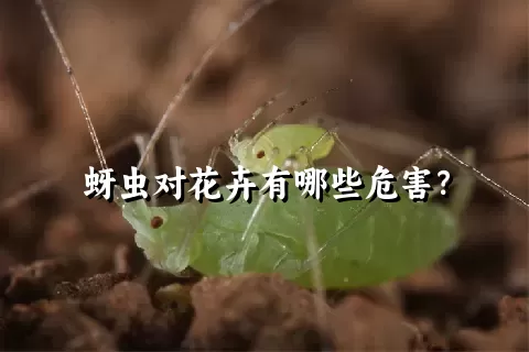 蚜虫对花卉有哪些危害？