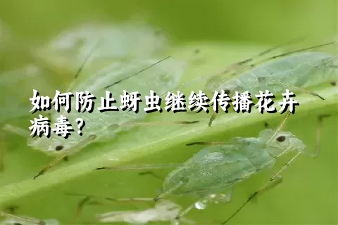 如何防止蚜虫继续传播花卉病毒？