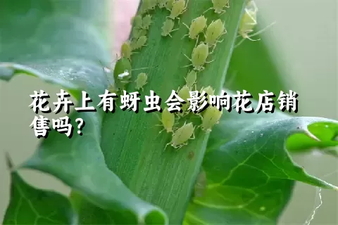 花卉上有蚜虫会影响花店销售吗？