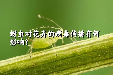 蚜虫对花卉的病毒传播有何影响？