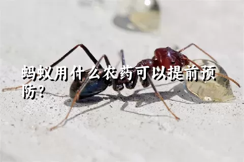 蚂蚁用什么农药可以提前预防？