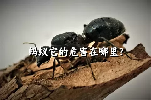 蚂蚁它的危害在哪里？