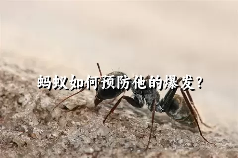 蚂蚁如何预防他的爆发？