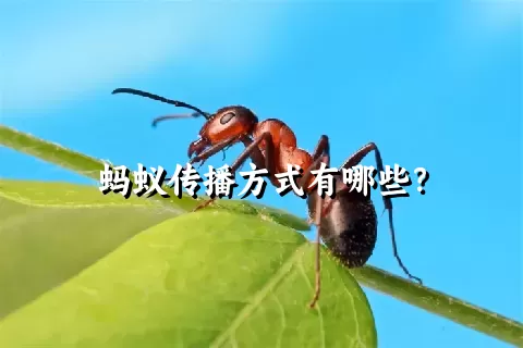 蚂蚁传播方式有哪些？