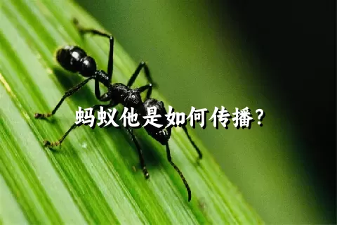 蚂蚁他是如何传播？