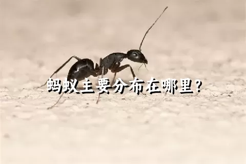 蚂蚁主要分布在哪里？