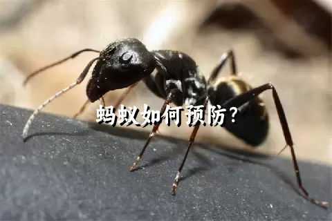 蚂蚁如何预防？