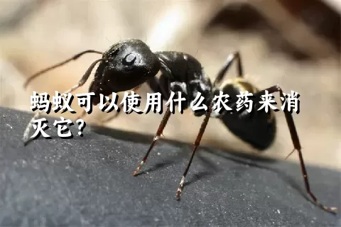 蚂蚁可以使用什么农药来消灭它？