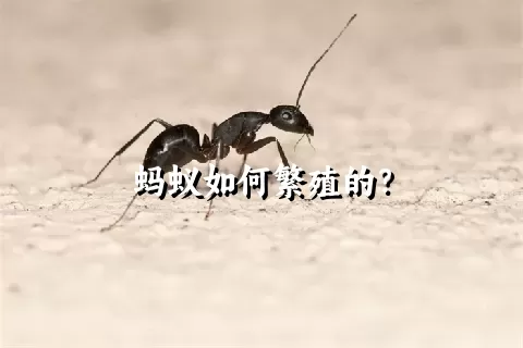 蚂蚁如何繁殖的？