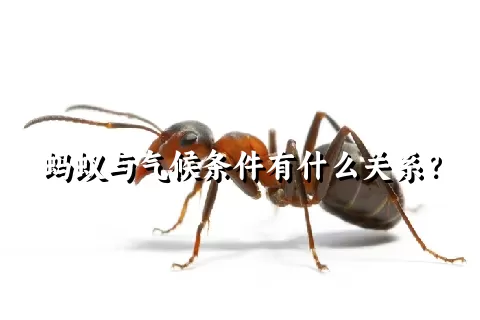 蚂蚁与气候条件有什么关系？