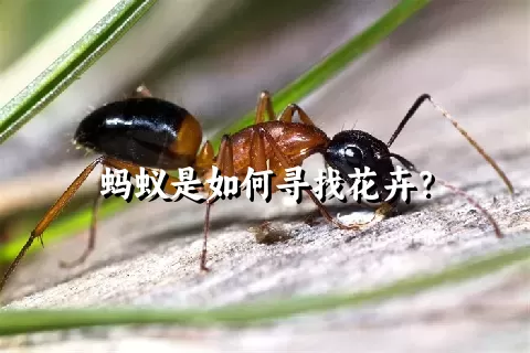 蚂蚁是如何寻找花卉？