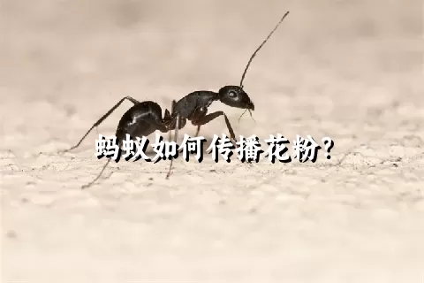 蚂蚁如何传播花粉？