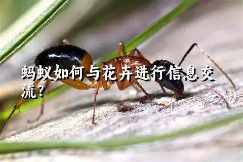 蚂蚁如何与花卉进行信息交流？