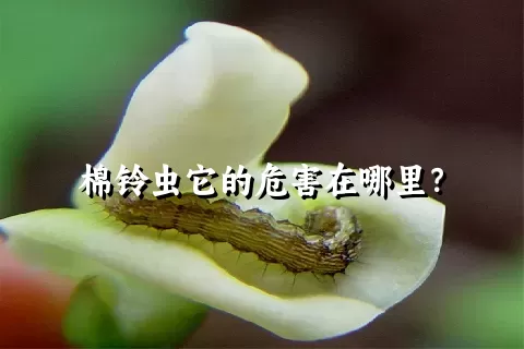 棉铃虫它的危害在哪里？