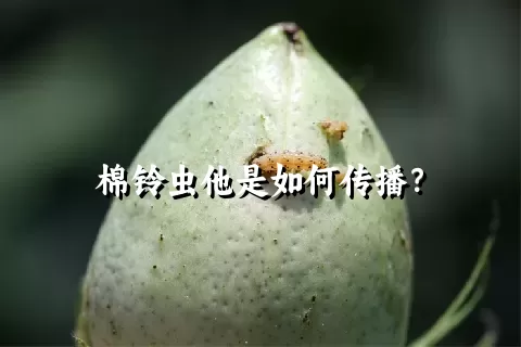 棉铃虫他是如何传播？