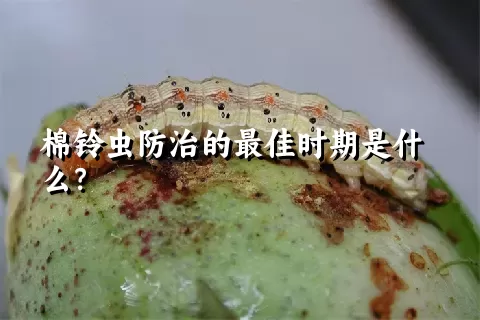 棉铃虫防治的最佳时期是什么？