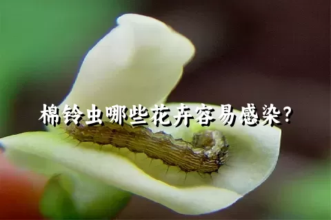 棉铃虫哪些花卉容易感染？