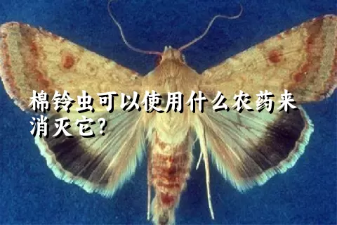 棉铃虫可以使用什么农药来消灭它？