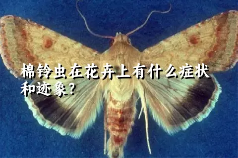 棉铃虫在花卉上有什么症状和迹象？