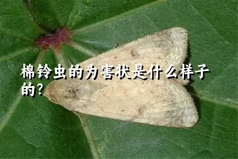 棉铃虫的为害状是什么样子的？