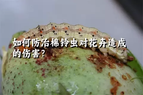 如何防治棉铃虫对花卉造成的伤害？