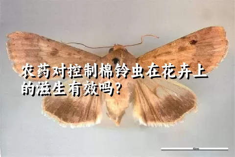 农药对控制棉铃虫在花卉上的滋生有效吗？