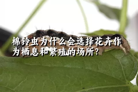 棉铃虫为什么会选择花卉作为栖息和繁殖的场所？