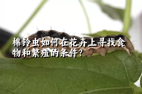 棉铃虫如何在花卉上寻找食物和繁殖的条件？