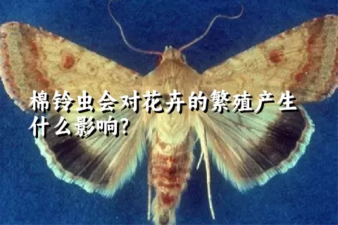 棉铃虫会对花卉的繁殖产生什么影响？