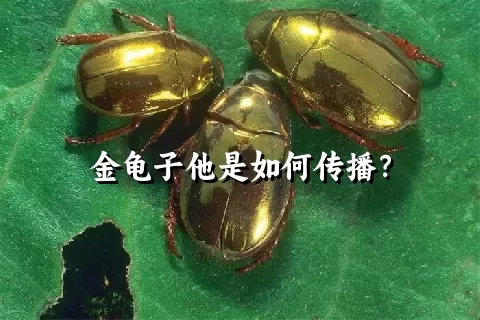 金龟子他是如何传播？