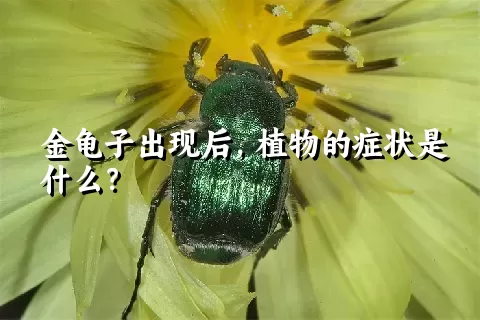 金龟子出现后，植物的症状是什么？