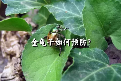 金龟子如何预防？