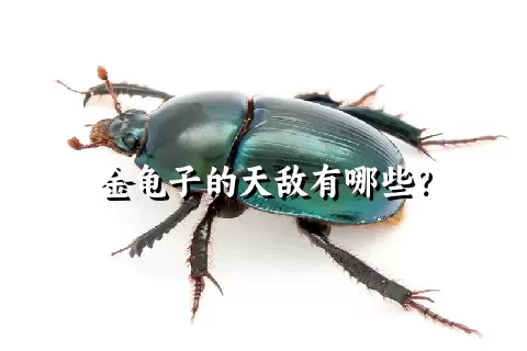 金龟子的天敌有哪些？