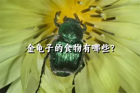 金龟子的食物有哪些？