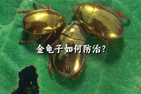 金龟子如何防治？