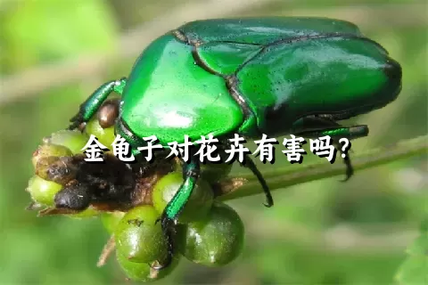 金龟子对花卉有害吗？