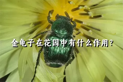 金龟子在花园中有什么作用？