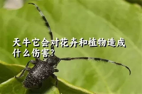 天牛它会对花卉和植物造成什么伤害？