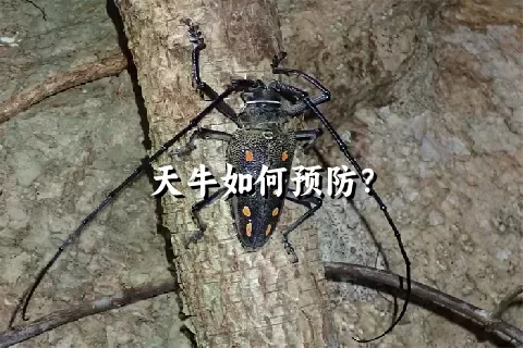 天牛如何预防？