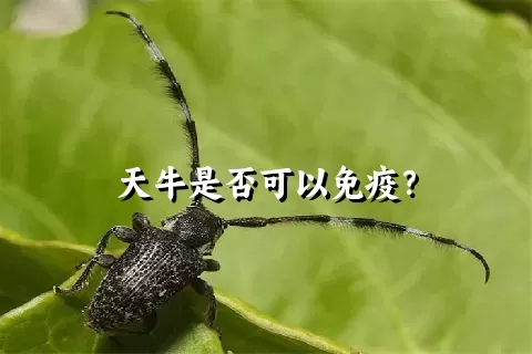 天牛是否可以免疫？