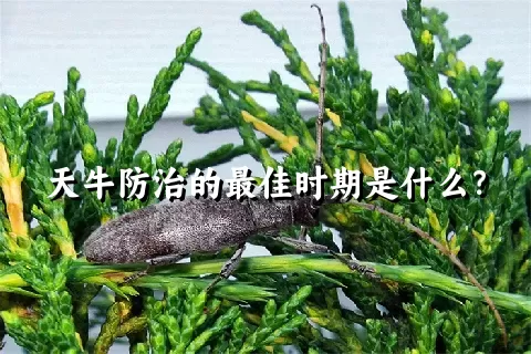 天牛防治的最佳时期是什么？