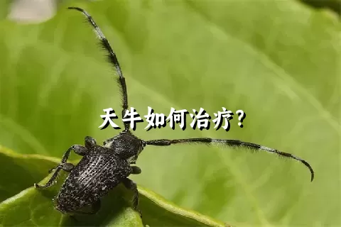 天牛如何治疗？