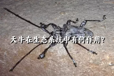 天牛在生态系统中有何作用？