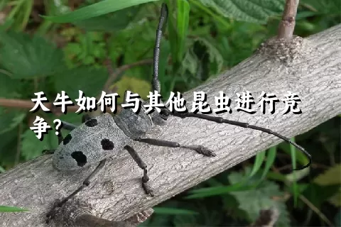 天牛如何与其他昆虫进行竞争？