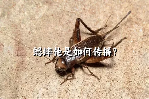 蟋蟀他是如何传播？